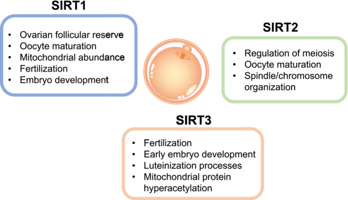 Improvement of oocyte quality through the SIRT signaling pathway.