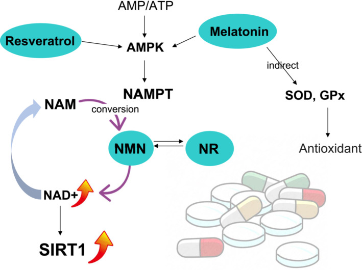 Improvement of oocyte quality through the SIRT signaling pathway.