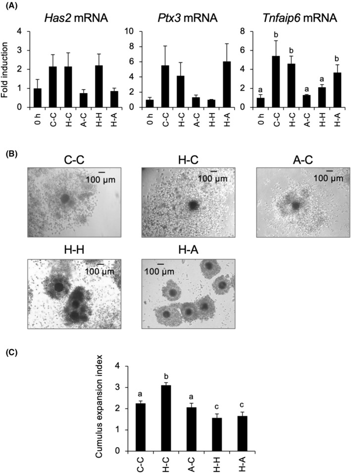 Pre-culture with transferrin-Fe<sup>3+</sup> before in vitro maturation improves the developmental competence of porcine oocytes matured in vitro.