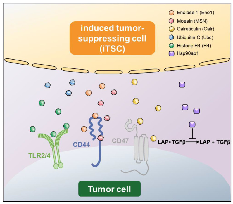 The Double-Edged Proteins in Cancer Proteomes and the Generation of Induced Tumor-Suppressing Cells (iTSCs).