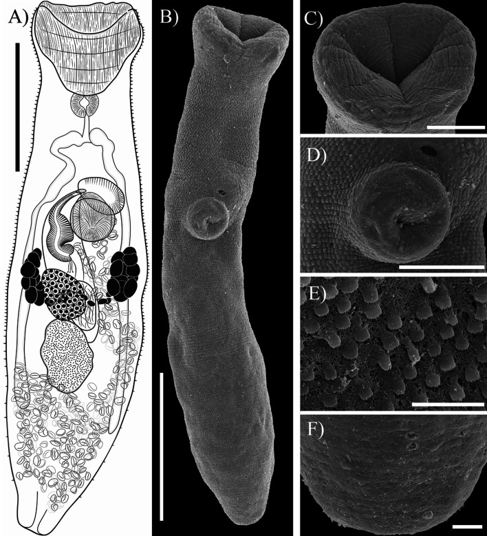 Monorchiids (Digenea, Trematoda) of fishes in the Yucatán Peninsula, Mexico, with the description of three new species based on morphological and molecular data.