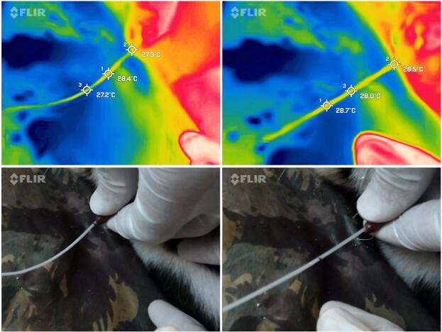 Cryopreservation of jaguar (<i>Panthera onca</i>) sperm cells using different cryoprotectants and different thawing temperatures.