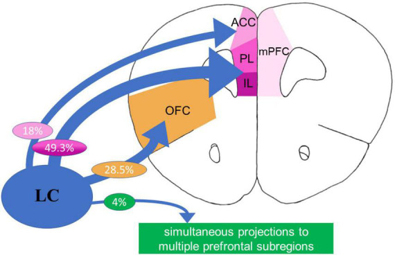 Prefrontal modulation of anxiety through a lens of noradrenergic signaling.