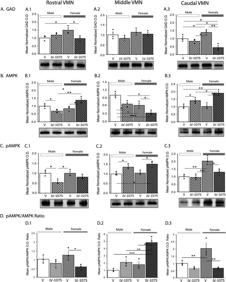 Sex-Dimorphic Octadecaneuropeptide (ODN) Regulation of Ventromedial Hypothalamic Nucleus Glucoregulatory Neuron Function and Counterregulatory Hormone Secretion.