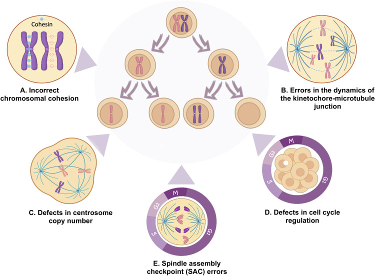 Chromosomal Instability as Enabling Feature and Central Hallmark of Breast Cancer.