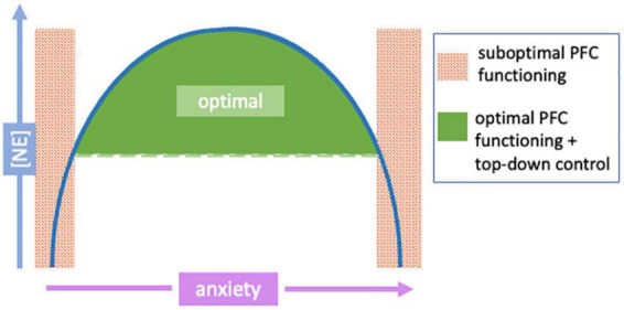 Prefrontal modulation of anxiety through a lens of noradrenergic signaling.