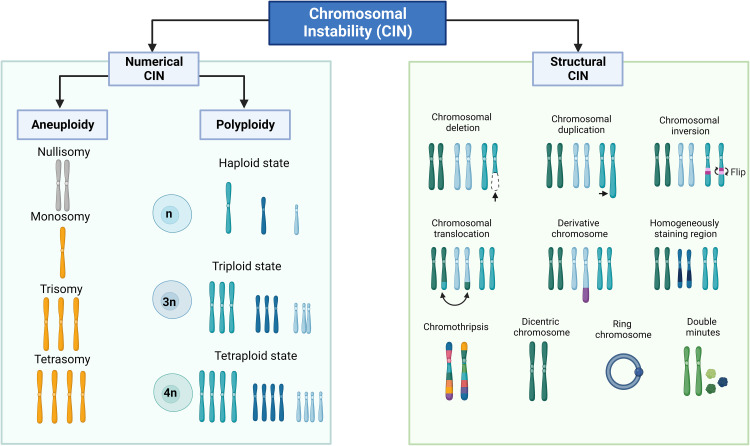 Chromosomal Instability as Enabling Feature and Central Hallmark of Breast Cancer.