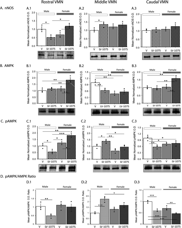 Sex-Dimorphic Octadecaneuropeptide (ODN) Regulation of Ventromedial Hypothalamic Nucleus Glucoregulatory Neuron Function and Counterregulatory Hormone Secretion.