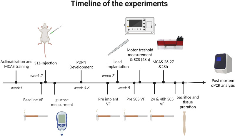 Conventional, high frequency and differential targeted multiplexed spinal cord stimulation in experimental painful diabetic peripheral neuropathy: Pain behavior and role of the central inflammatory balance.