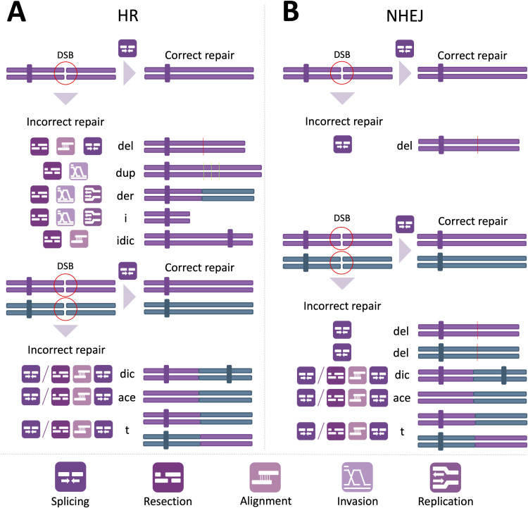 Chromosomal Instability as Enabling Feature and Central Hallmark of Breast Cancer.