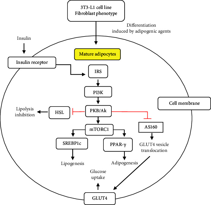 <i>In Vitro</i> Insulin Resistance Model: A Recent Update.