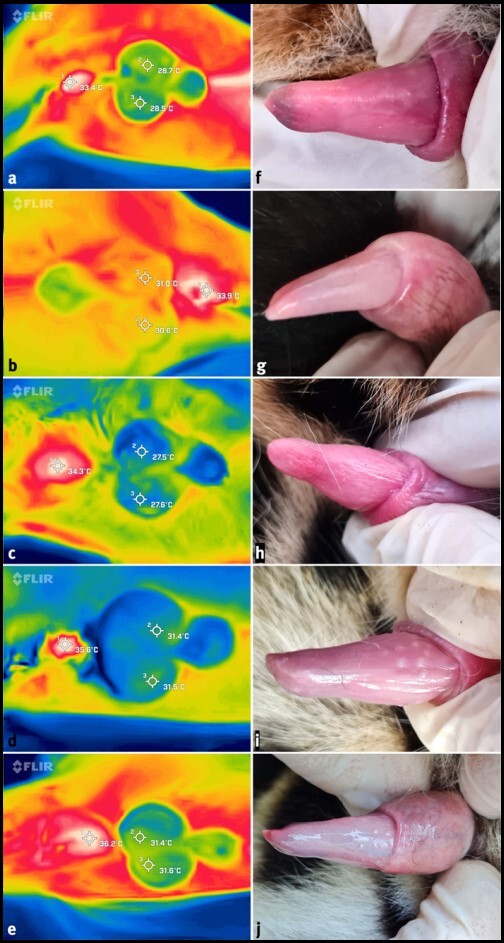 Cryopreservation of jaguar (<i>Panthera onca</i>) sperm cells using different cryoprotectants and different thawing temperatures.