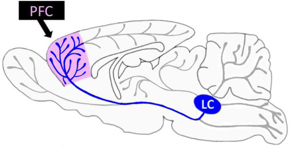 Prefrontal modulation of anxiety through a lens of noradrenergic signaling.