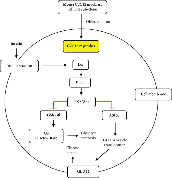 <i>In Vitro</i> Insulin Resistance Model: A Recent Update.