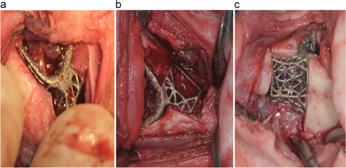 Investigating the accuracy of mandibulectomy and reconstructive surgery using 3D customized implants and surgical guides in a rabbit model.