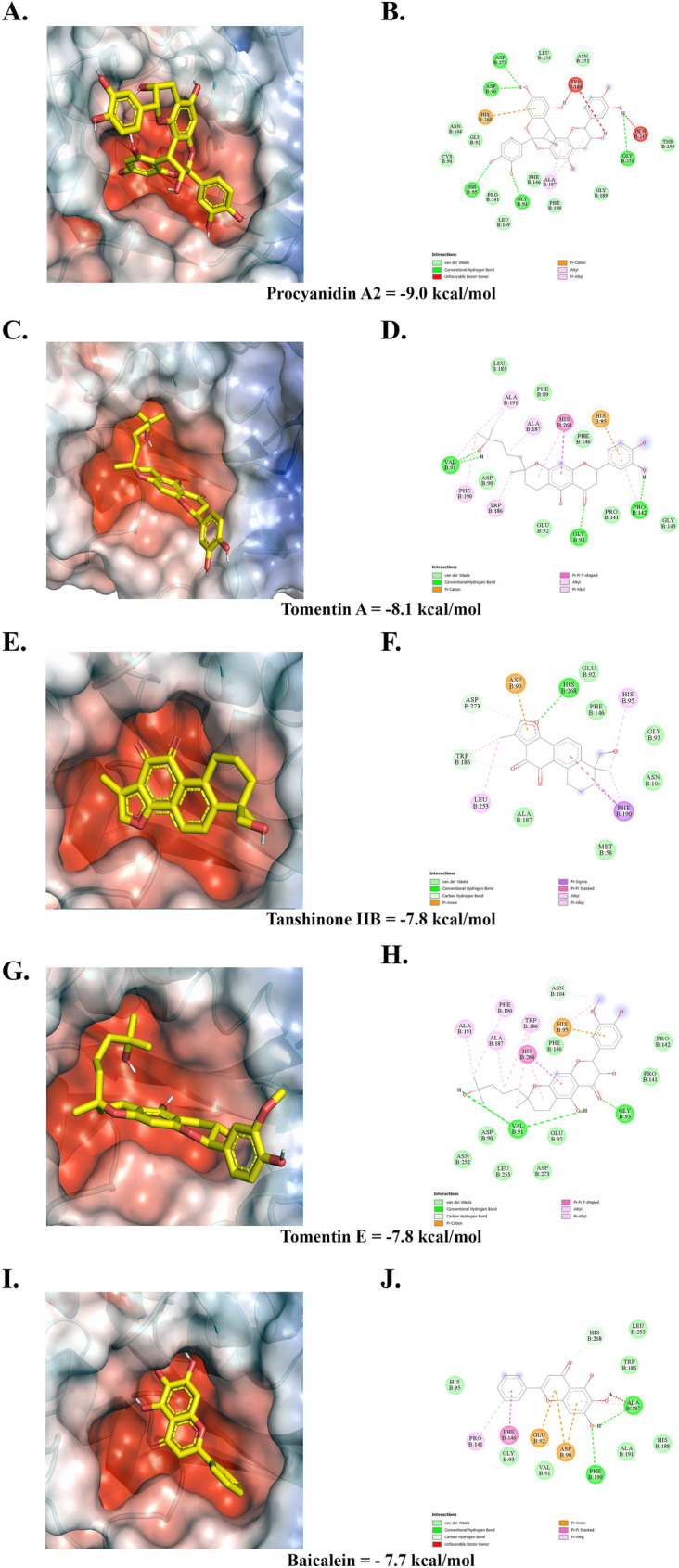 Exploring the pharmacological aspects of natural phytochemicals against SARS-CoV-2 Nsp14 through an in silico approach.