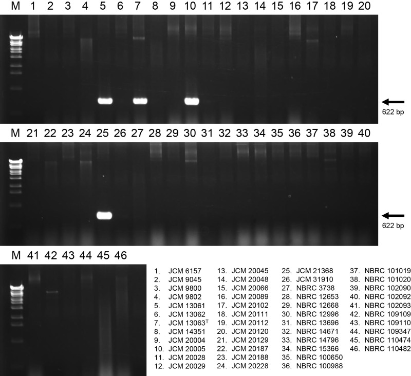 Genomic Reclassification and Phenotypic Characterization of Pseudomonas putida Strains Deposited in Japanese Culture Collections.