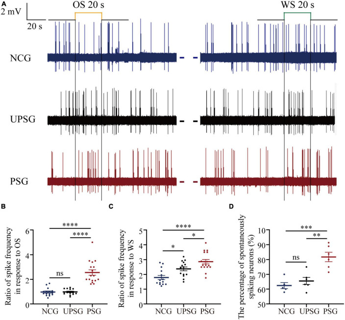 The interconnection and function of associative memory neurons are upregulated for memory strengthening.