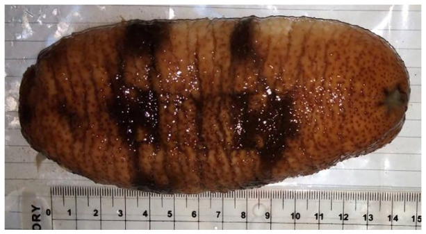 Antioxidant and Anti-inflammatory Activity of Sea Cucumber (<i>Holothuria scabra)</i> Active Compounds against KEAP1 and iNOS Protein.