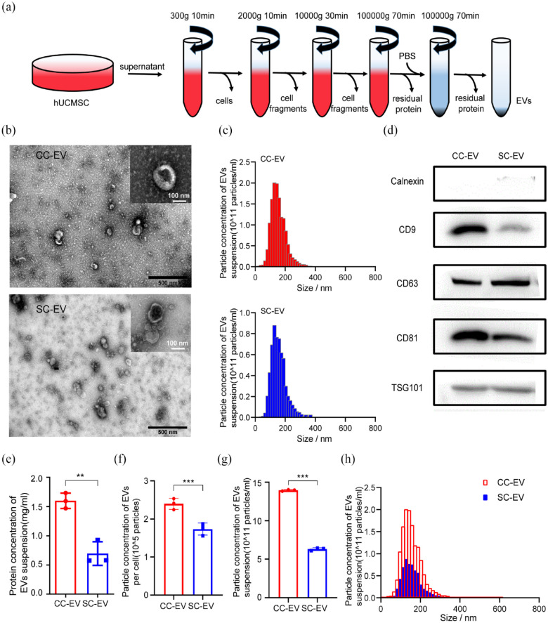 Continuous nutrient supply culture strategy controls multivesicular endosomes pathway and anti-photo-aging miRNA cargo loading of extracellular vesicles.