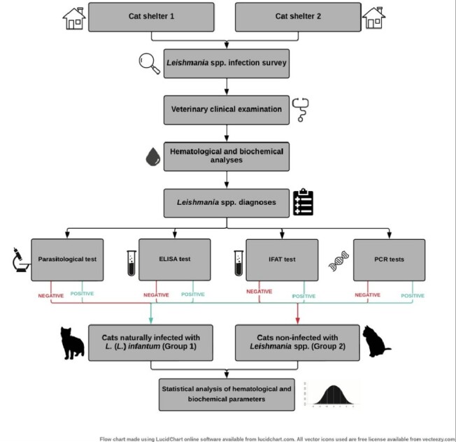Feline leishmaniosis: hematological and biochemical analysis.