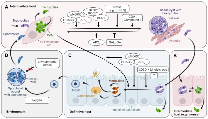 Advances towards the complete <i>in vitro</i> life cycle of <i>Toxoplasma gondii</i>.