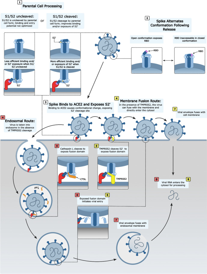 Roles of host proteases in the entry of SARS-CoV-2.