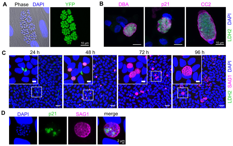 Advances towards the complete <i>in vitro</i> life cycle of <i>Toxoplasma gondii</i>.