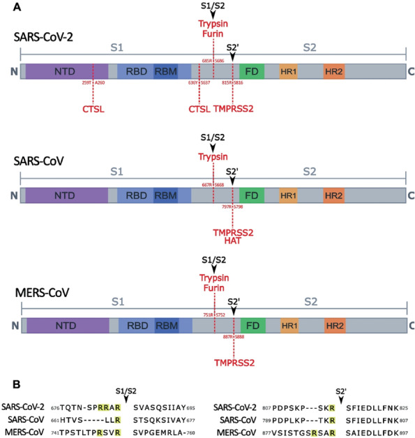 Roles of host proteases in the entry of SARS-CoV-2.