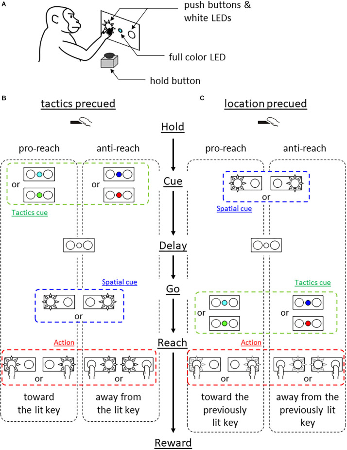 Non-overlapping sets of neurons encode behavioral response determinants across different tasks in the posterior medial prefrontal cortex.