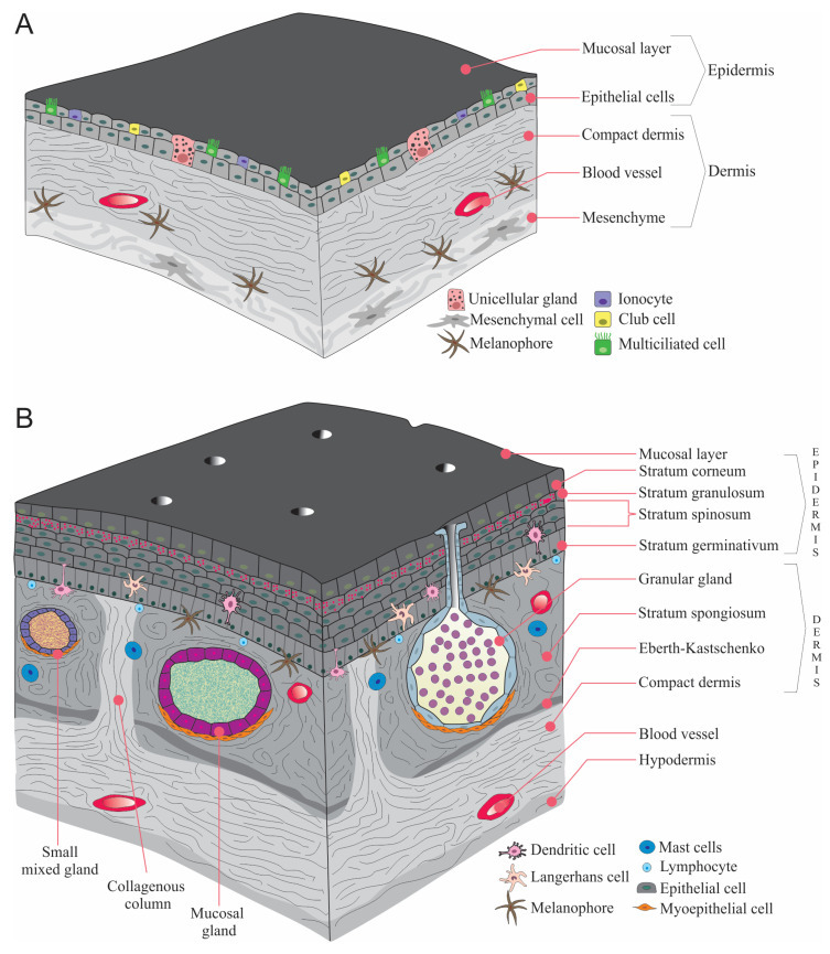 The Complex Bridge between Aquatic and Terrestrial Life: Skin Changes during Development of Amphibians.