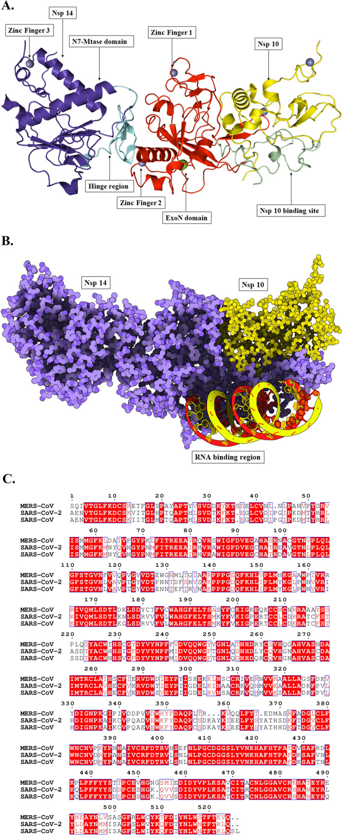 Exploring the pharmacological aspects of natural phytochemicals against SARS-CoV-2 Nsp14 through an in silico approach.