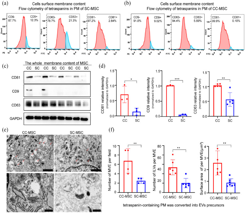 Continuous nutrient supply culture strategy controls multivesicular endosomes pathway and anti-photo-aging miRNA cargo loading of extracellular vesicles.