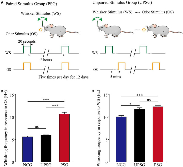 The interconnection and function of associative memory neurons are upregulated for memory strengthening.