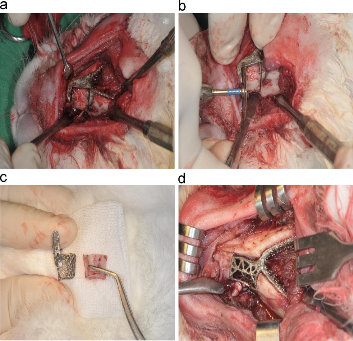 Investigating the accuracy of mandibulectomy and reconstructive surgery using 3D customized implants and surgical guides in a rabbit model.