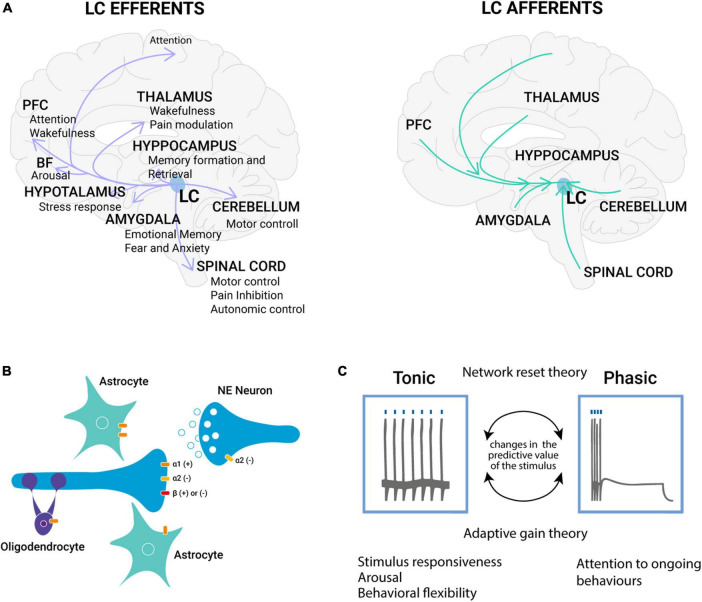 From pupil to the brain: New insights for studying cortical plasticity through pupillometry.