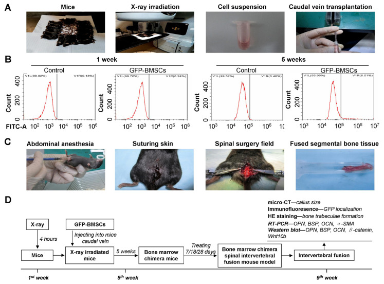 SDF-1 induces directional chemotaxis of BMSCs at the intervertebral fusion site and promotes osteogenic differentiation by regulating Wnt/β-catenin in the bone marrow chimera spinal intervertebral fusion mouse model.