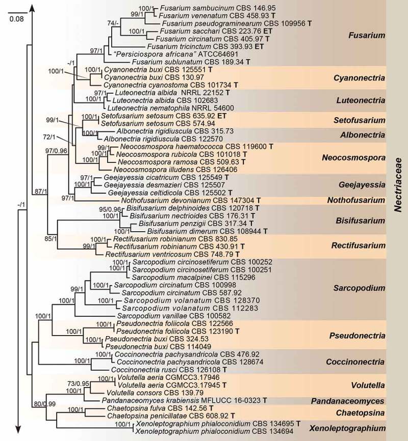 <i>Heteroverticillium phytelephatis</i> gen. et sp. nov. intercepted from nuts of <i>Phytelephas macrocarpa</i>, with an updated phylogenetic assessment of <i>Nectriaceae</i>.