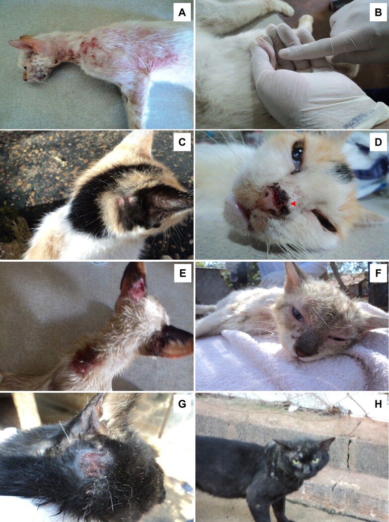 Feline leishmaniosis: hematological and biochemical analysis.