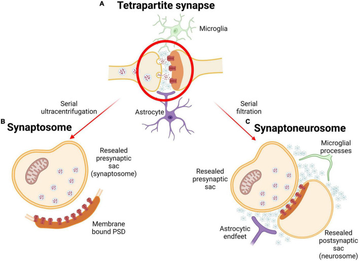 Bringing synapses into focus: Recent advances in synaptic imaging and mass-spectrometry for studying synaptopathy.