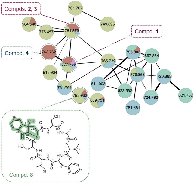 Targeted isolation of antitubercular cycloheptapeptides and an unusual pyrroloindoline-containing new analog, asperpyrroindotide A, using LC-MS/MS-based molecular networking.