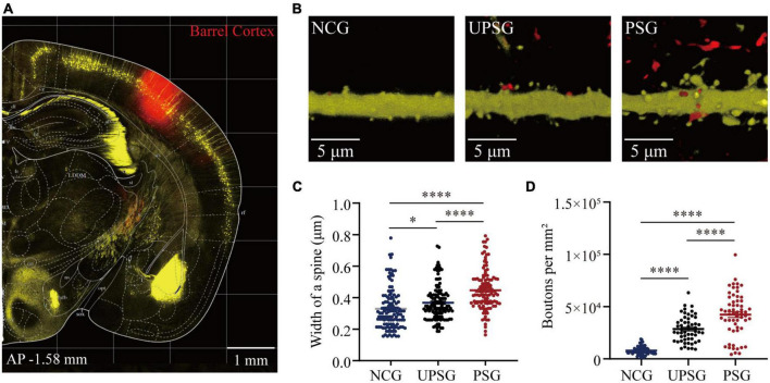 The interconnection and function of associative memory neurons are upregulated for memory strengthening.