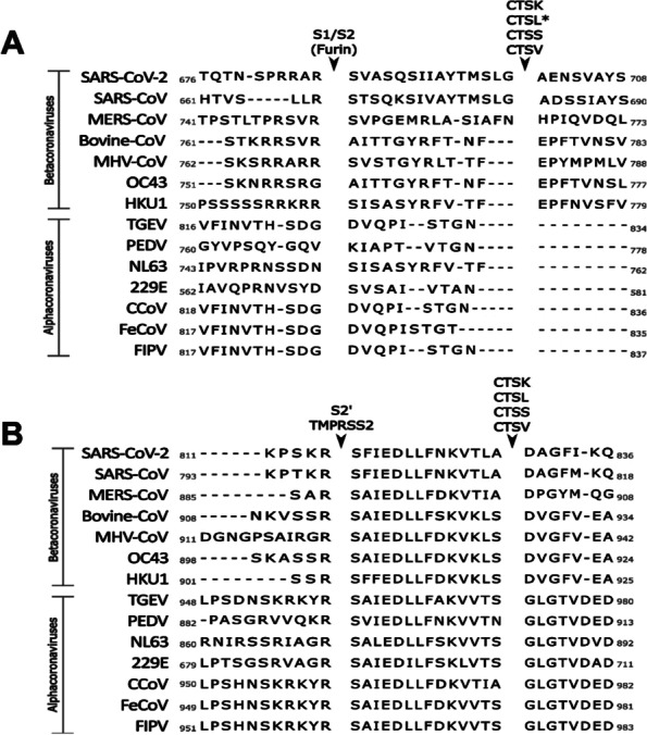 Roles of host proteases in the entry of SARS-CoV-2.