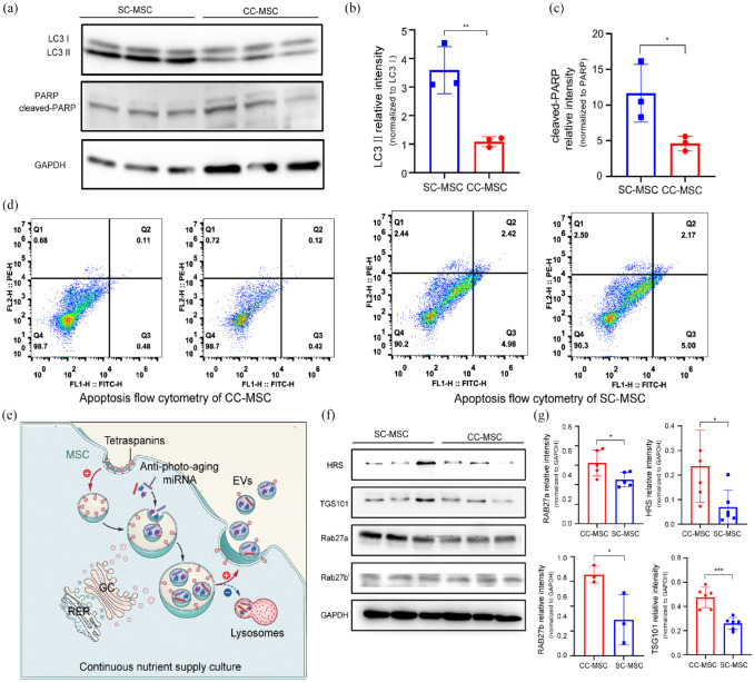 Continuous nutrient supply culture strategy controls multivesicular endosomes pathway and anti-photo-aging miRNA cargo loading of extracellular vesicles.