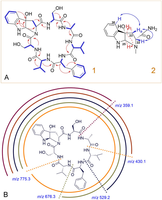 Targeted isolation of antitubercular cycloheptapeptides and an unusual pyrroloindoline-containing new analog, asperpyrroindotide A, using LC-MS/MS-based molecular networking.