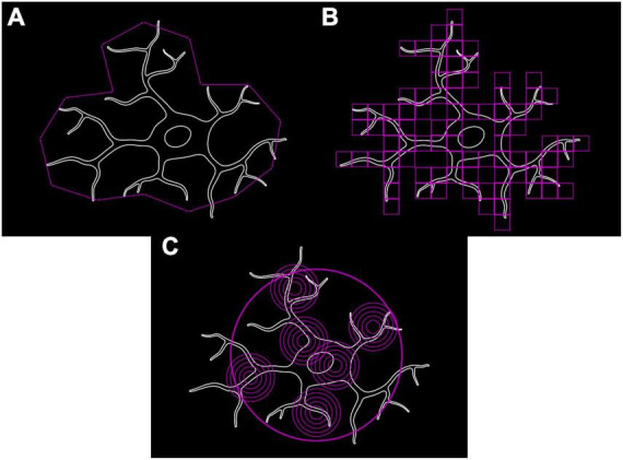 Microglial morphometric analysis: so many options, so little consistency.