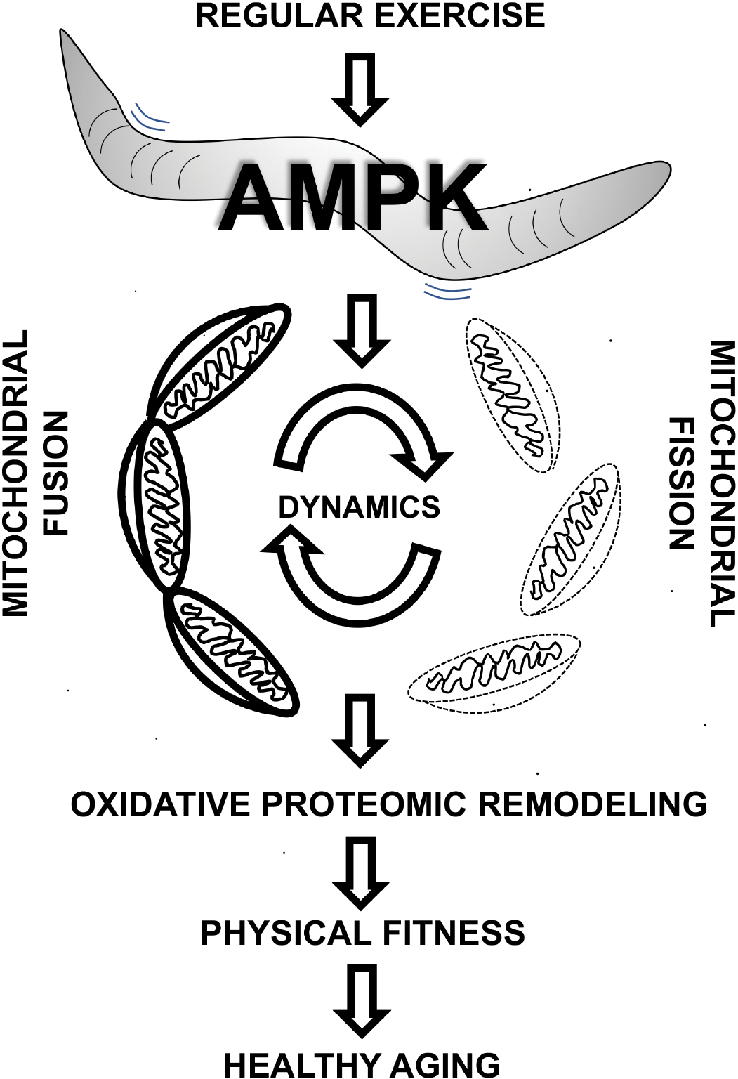 A worm's life: AMPK links muscle mitochondrial dynamics to physical fitness and healthy aging in <i>Caenorhabditis elegans</i>.