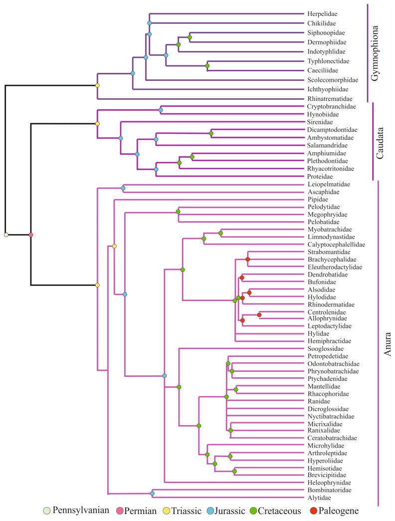 The Complex Bridge between Aquatic and Terrestrial Life: Skin Changes during Development of Amphibians.