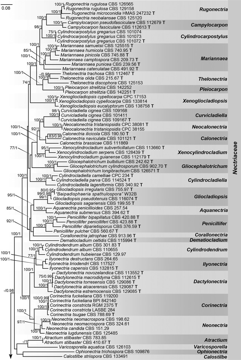 <i>Heteroverticillium phytelephatis</i> gen. et sp. nov. intercepted from nuts of <i>Phytelephas macrocarpa</i>, with an updated phylogenetic assessment of <i>Nectriaceae</i>.