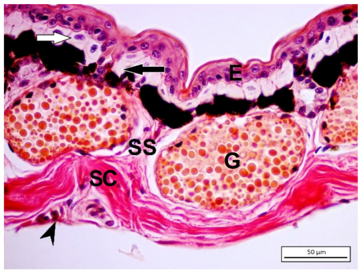 The Complex Bridge between Aquatic and Terrestrial Life: Skin Changes during Development of Amphibians.